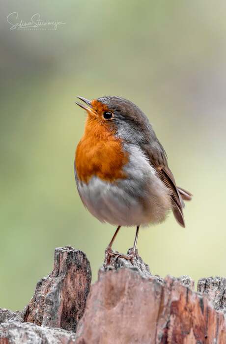 "Als roodborstjes verschijnen, zijn dierbaren dichtbij."🧡