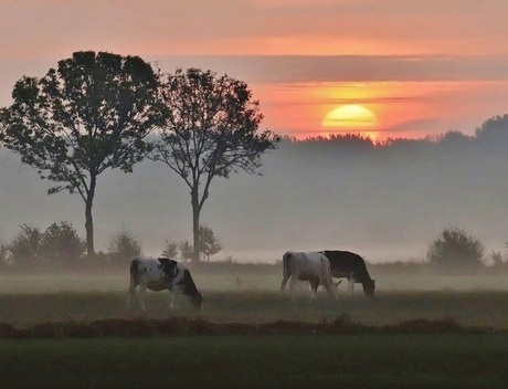 Grazende koeien bij een nevelige zonsopkomst