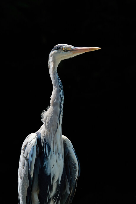 Dieren Portret Artis - 8