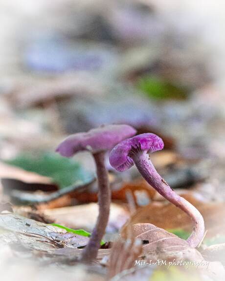 Paddestoelen