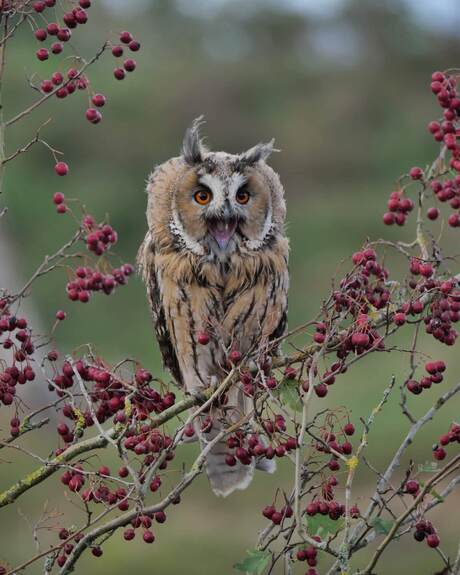 Roepende Uil 