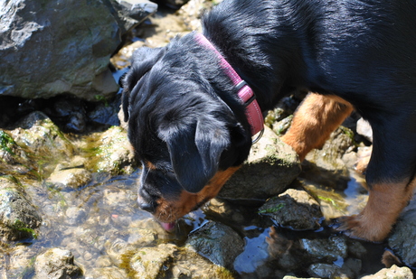 Dorst