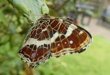 IJsvogelvlinder