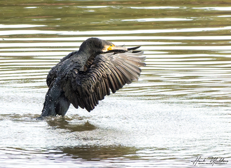 Aalscholver (Phalacrocorax carbo)