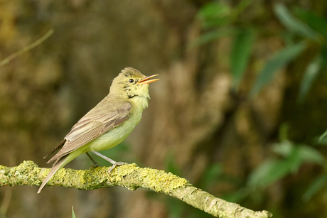 Spotvogel