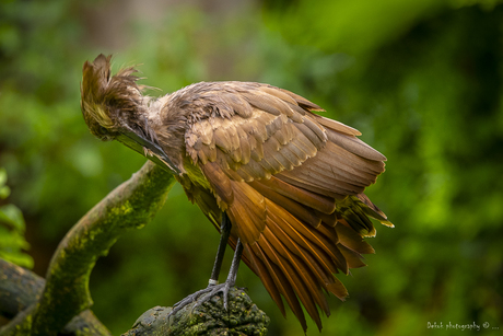 Hamerkop , 