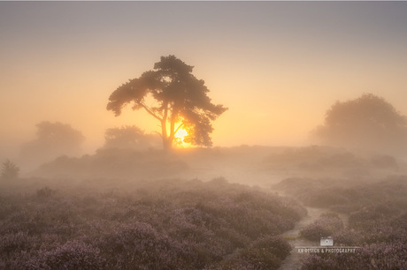 Opkomende zon op de bloeiende heide