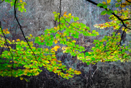 Herfst in de bossen van Amerongen