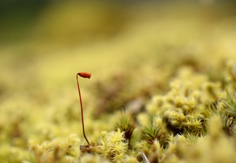 Eenzaam mos op de uitkijk