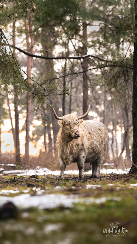 De witte in het landschap