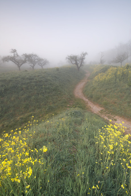 On a foggy morning