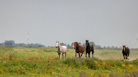 Paarden.