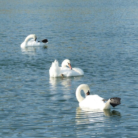 P12808552  Zwanen Toetje  in Vierkant  portret   foto 15 juni 2025  