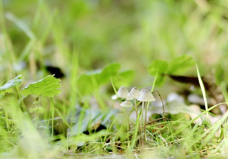 Paddestoelen 