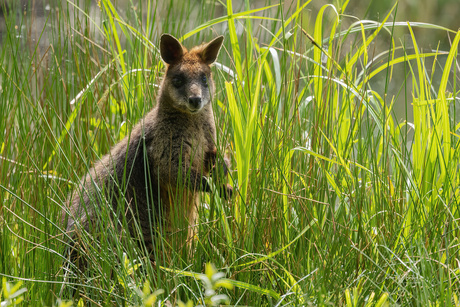 Wallaby 