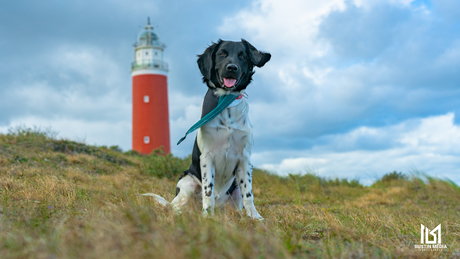 Friese Stabij in haar element