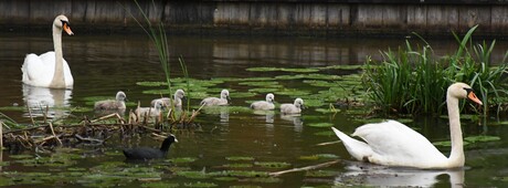 De zwanen Familie