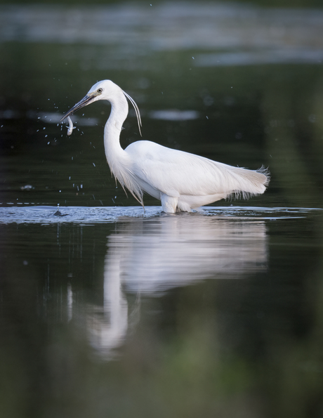 Kleine zilverreiger met een vangst