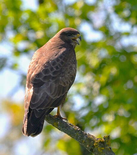 Buizerd