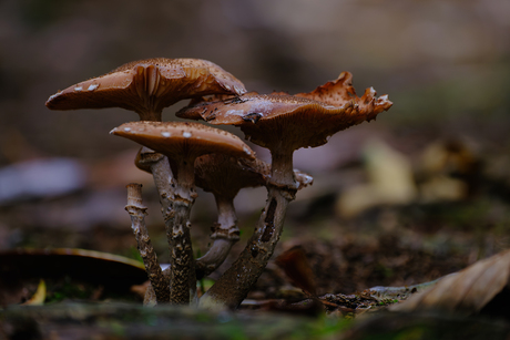 De paddenstoelen die er ineens stonden