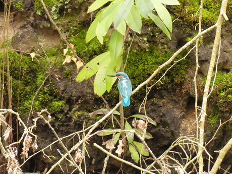 IJsvogel