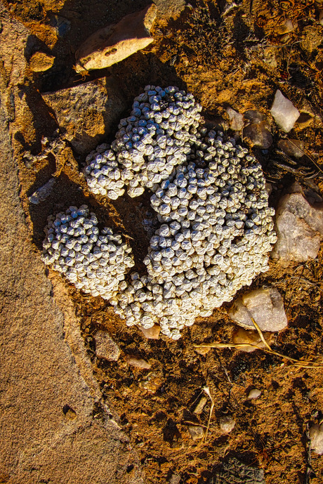 Rotsplant-Psychrophyton mamillare