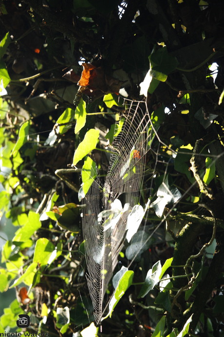 spinnen web in onze tuin aan onze bogen.