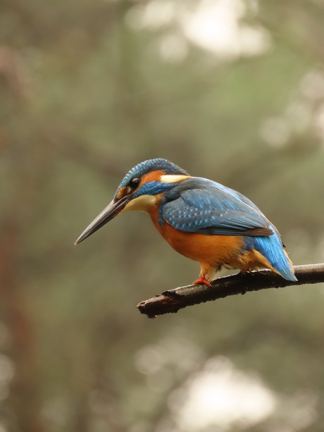 Kingfisher 