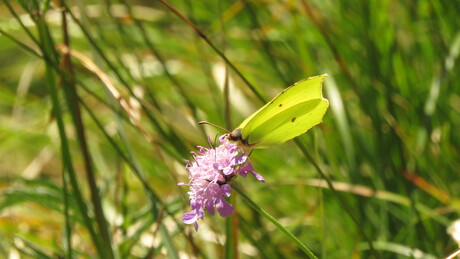 Citroenvlinder