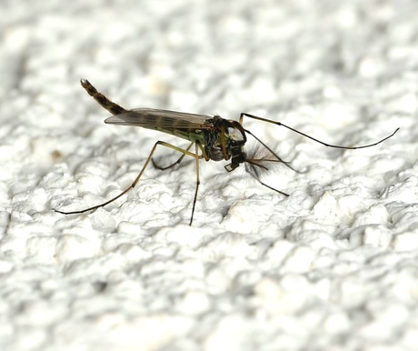 Prikbeest