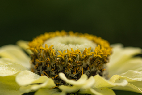 Hart van gerbera