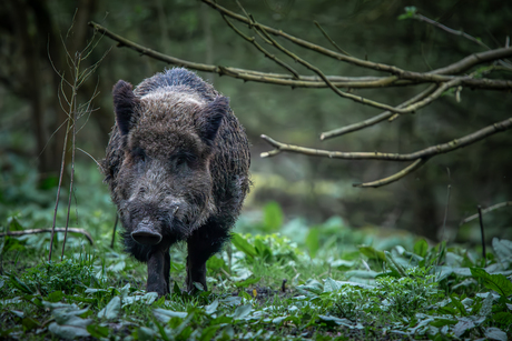 Wild Zwijn