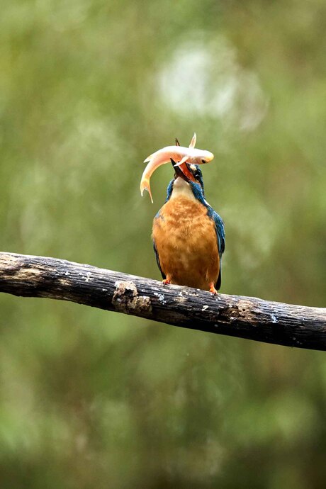 IJsvogel