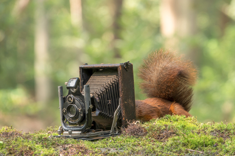 Cameramonteur