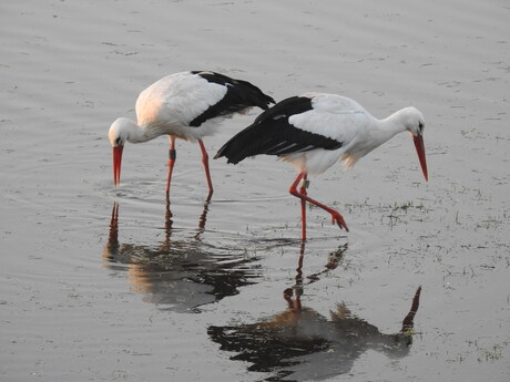 Romeinse Ooievaars in de Ooijploder bij Nijmegen 2026