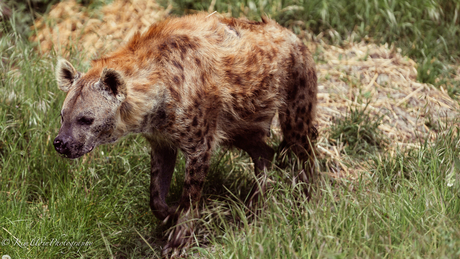 Hyena