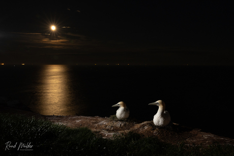 Jan van Genten bij nacht