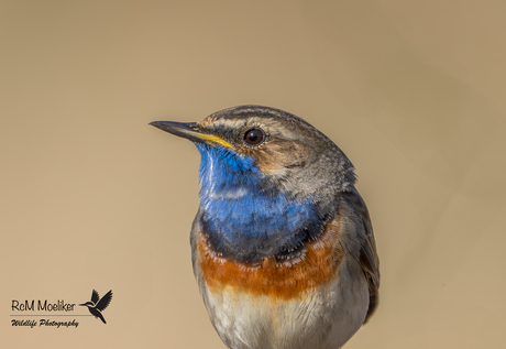 De blauwborst.