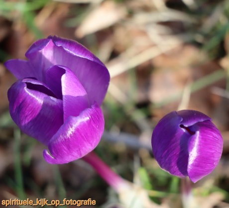 Krokussen met mooie glans