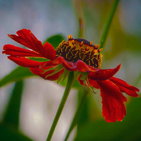 Helenium "Kupferzwerg"