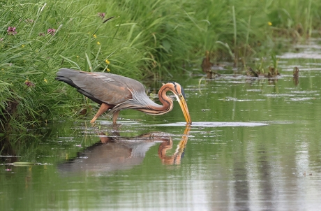 Purperreiger 