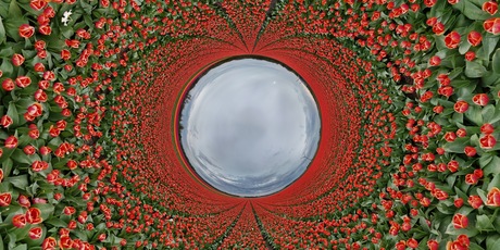 Tulpen 360