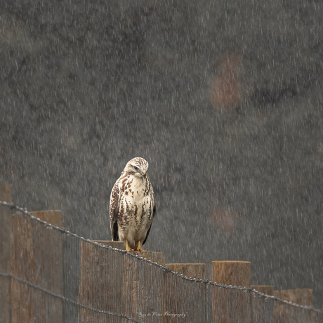 buizerd in de regen