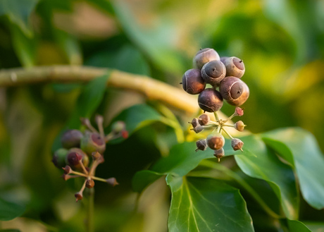 Besjes van de klimop (Hedera)