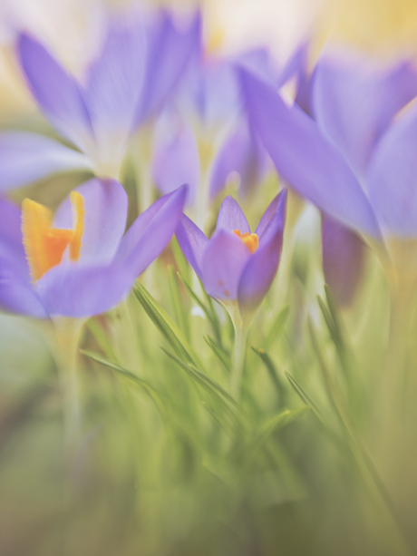 Lente 