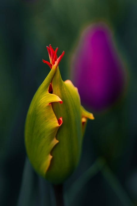 Tulp "Leo"