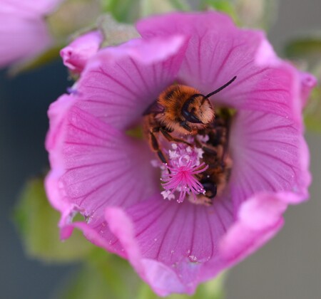 Tact Stressvol comfort Solitaire bijtjes in de bloem van Kaasjeskruid - foto van B.C. - Macro -  Zoom.nl