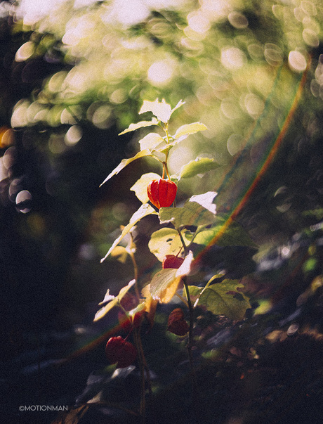 Kleurrijke start van de herfst