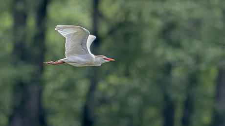 Koereiger