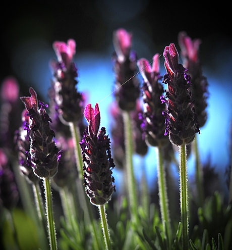 Lavendel